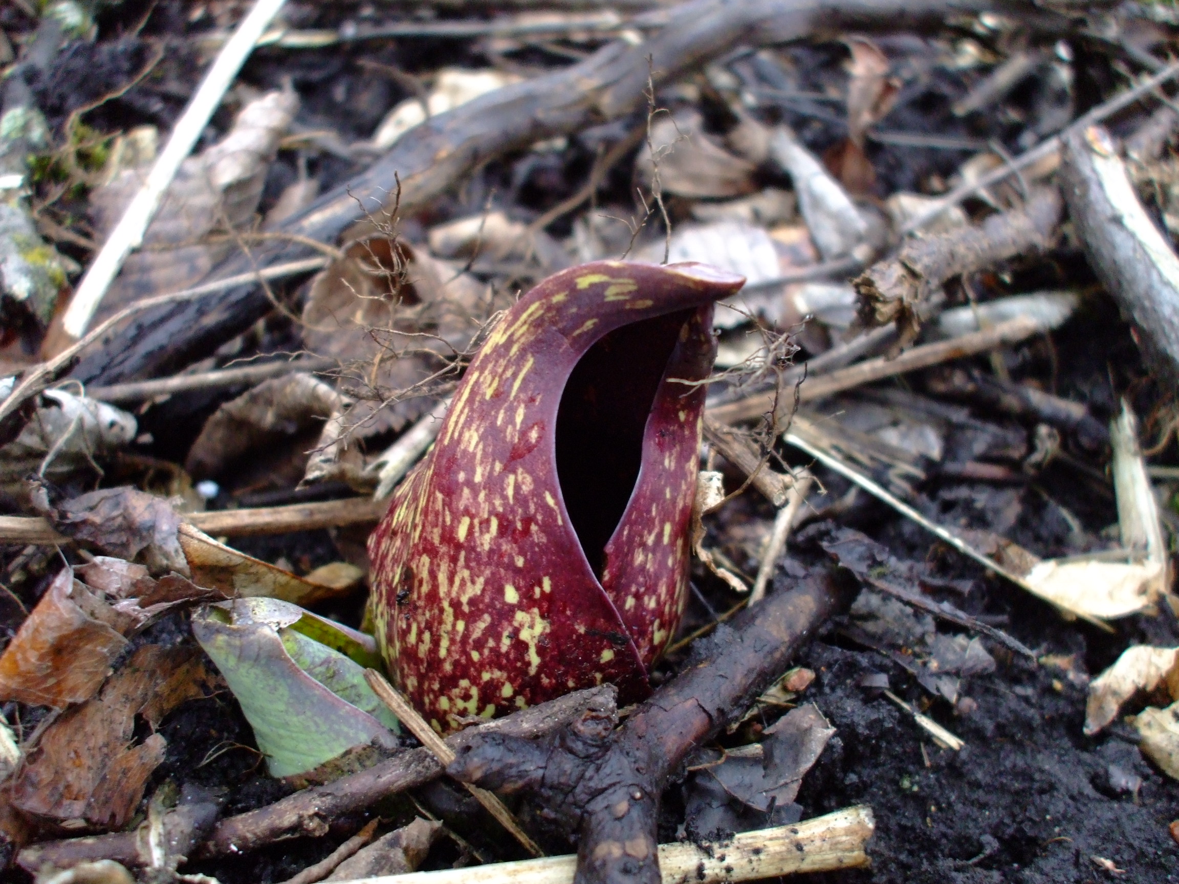 Symplocarpus foetidus